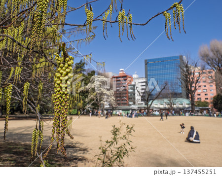 春の都市公園で咲くハチジョウキブシと芝生広場 137455251
