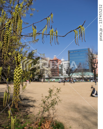 春の都市公園で咲くハチジョウキブシと芝生広場 137455252