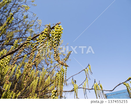 青空に咲くハチジョウキブシの花房 137455255