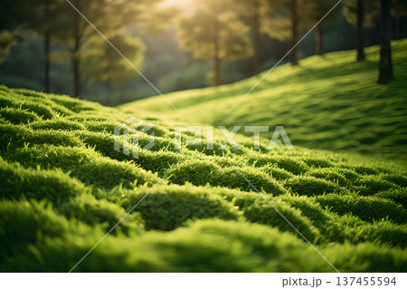 vast field of green grass in the afternoon sun Generative AI 137455594