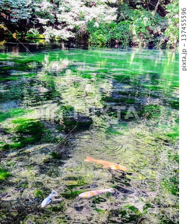 透明な池に映る新緑と鯉 透明な池に映る新緑と鯉 137455596