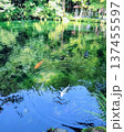 池に映る新緑と鯉 137455597