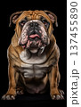 Full body front view studio portrait strong Bulldog sitting and looking in camera isolated on black background 137455890