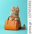 Small red cat posing with bright modern orange color handbag, cute kitty with contemporary bag isolated on blue background, fashionable accessory 137455892
