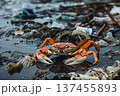Crab sitting on coast by sea surrounded among garbage, problem plastic waste, dirt, environmental pollution, oil pollution, cleaning seas and oceans, concept of environment conservation 137455893
