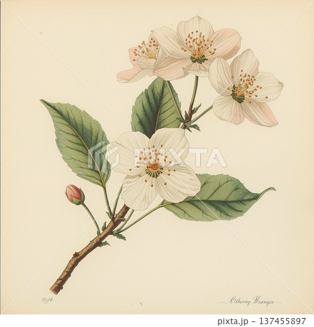 レトロな感じで静かに白めの桜のイラスト 137455897