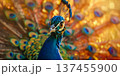 Close-up of peacock with an amazing beautiful loose tail of feathers, exotic colorful bird 137455900