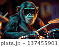 Half-length portrait of chimpanzee monkey in dark sunglasses playing drums on nightclub stage in the light of neon lights 137455901