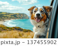 Cheerful Border Collie dog enjoys scenic road trip with hills and coastal ocean views with head out of car window, travel with pet summer sunny bright day, background with copy space 137455902