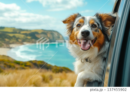 Cheerful Border Collie dog enjoys scenic road trip with hills and coastal ocean views with head out of car window, travel with pet summer sunny bright day, background with copy space 137455902