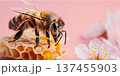 Close-up view of honey bee collecting nectar on honeycomb during sunny day on pink background with copy space, bee bread, propolis and royal jelly 137455903