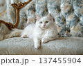 Full-body portrait of single fluffy white bobtail cat lies on sofa in Baroque style in modern living room and looking at camera 137455904