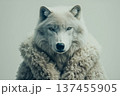 Half-length portrait of gray wolf in sheep fur coat gazes intently and sternly looking at the camera on light background 137455905