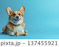 Adorable corgi dog in collar with friendly expression lies on floor with bone toy near paws on light blue studio background with copy space 137455921