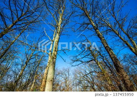 Oak trees in the forest of Marly near Versailles, france Oak trees in the forest of Marly near Versailles, france 137455950