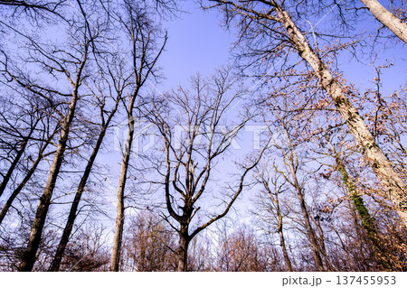 Oak trees in the forest of Marly near Versailles, france Oak trees in the forest of Marly near Versailles, france 137455953