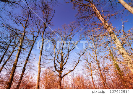 Oak trees in the forest of Marly near Versailles, france Oak trees in the forest of Marly near Versailles, france 137455954