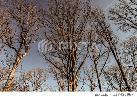 Oak trees in the forest of Marly near Versailles, france Oak trees in the forest of Marly near Versailles, france 137455967