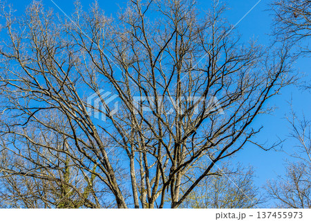 Oak trees in the forest of Marly near Versailles, france Oak trees in the forest of Marly near Versailles, france 137455973