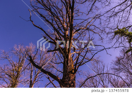 Oak trees in the forest of Marly near Versailles, france Oak trees in the forest of Marly near Versailles, france 137455978