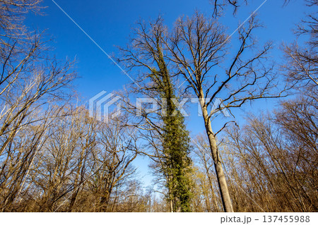 Oak trees in the forest of Marly near Versailles, france Oak trees in the forest of Marly near Versailles, france 137455988