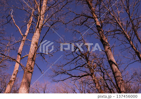Oak trees in the forest of Marly near Versailles, france Oak trees in the forest of Marly near Versailles, france 137456000