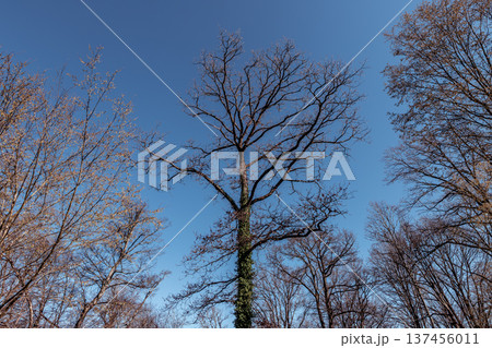 Oak trees in the forest of Marly near Versailles, france 137456011