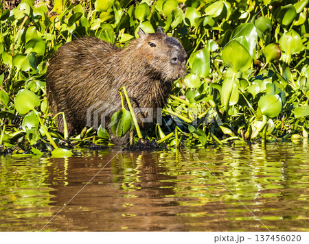 Capybara resting near the edge of the water, Pantanal wetlands, Brazil 137456020