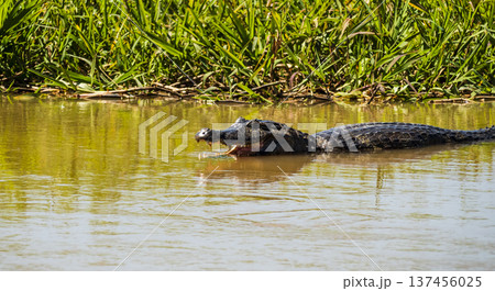 Caiman gliding through the calm waters, Pantanal wetlands, Brazil Caiman gliding through the calm waters, Pantanal wetlands, Brazil 137456025