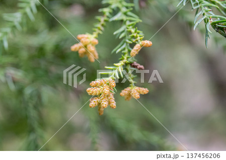 スギ　杉の花　花粉 137456206