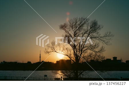 江戸川河川敷からの東京都の夕景 137456227