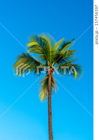 Palm tree and sky, tropical travel vacation background Palm tree and sky, tropical travel vacation background 137456397