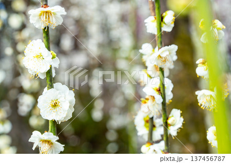 白い花 白い花 137456787