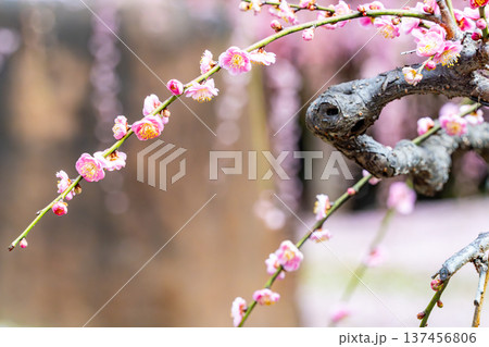 春の訪れを告げる梅の花 春の訪れを告げる梅の花 137456806