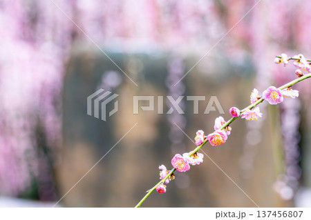 春の訪れを告げる梅の花 137456807
