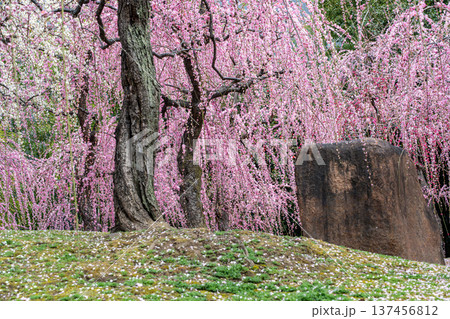 満開になった枝垂れ梅 137456812