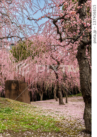 満開になった福蔵院のシダレザクラ 137456815