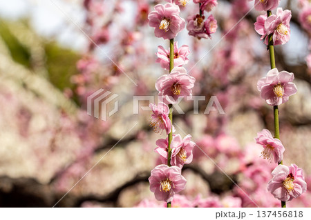 春の訪れを告げる梅の花 春の訪れを告げる梅の花 137456818