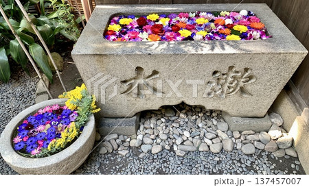 3月の花手水(薔薇・ガーベラ・ラナンキュラス・サイネリア・ミモザ)〈菅生神社/愛知県岡崎市〉 137457007