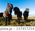 草原にたたずむ馬 137457254