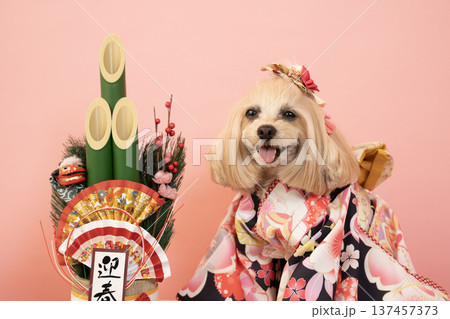ピンクバックと門松と晴れ着を着たマルプーのパンナ ピンクバックと門松と晴れ着を着たマルプーのパンナ 137457373