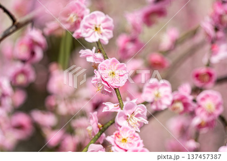 ピンク色の梅の花が可愛い ピンク色の梅の花が可愛い 137457387