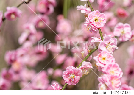 ピンク色の梅の花が咲いています 137457389
