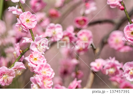 ピンク色のしだれ梅の花 ピンク色のしだれ梅の花 137457391