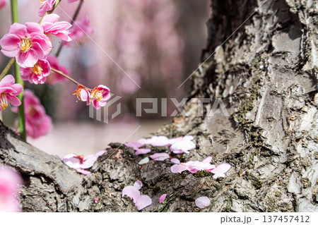 幹から咲いた桜 幹から咲いた桜 137457412