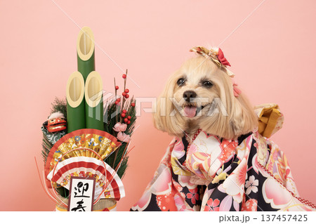 ピンクバックと門松と晴れ着を着たマルプーのパンナ 137457425