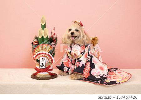 ピンクバックと門松と晴れ着を着たマルプーのパンナ 137457426