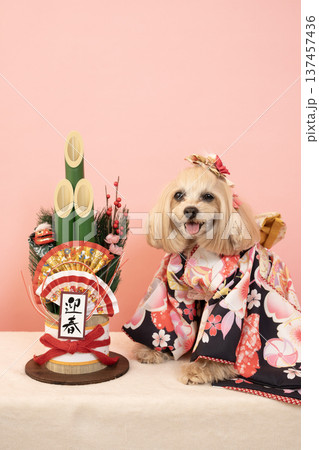 ピンクバックと門松と晴れ着を着たマルプーのパンナ 137457436