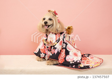 ピンクバックと晴れ着を着たマルプーのパンナ 137457507