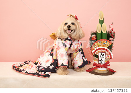 ピンクバックと門松と晴れ着を着たマルプーのパンナ ピンクバックと門松と晴れ着を着たマルプーのパンナ 137457531